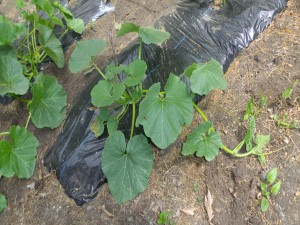 キューリーの苗を植えます