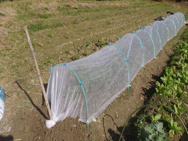 数量限定 農業用不織布 霜ガード 巾1.0m × 長さ100m べたがけ 霜よけ 保温 terahaku.jp