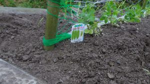 ジャンボエンドウ６苗を植える