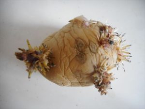 芽の出たジャガイモ